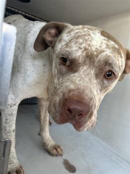 Rescue American Bulldog and Mixed Breed Dogs for Adoption in Houston, Texas - A643101 | PetCurious