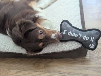 Stetson -  Australian Shepherd Dog for Adoption in Alexandria, Virginia - Stetson | PetCurious