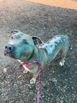 PeeWee -  Mixed Breed Dog for Adoption in Chamblee, Georgia - PeeWee | PetCurious