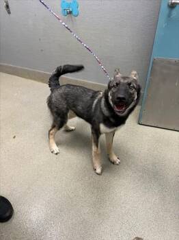 ORG -  German Shepherd Dog Dog for Adoption in Las Vegas, Nevada - ORG | PetCurious