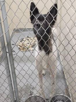 Akita and Mixed Breed Dogs Available for Adoption - SHENZI | PetCurious