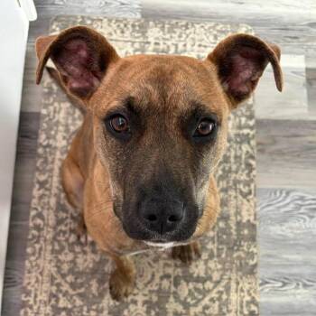 Black Mouth Cur Dogs Available for Adoption - Ripley Wilhelm D68101 | PetCurious