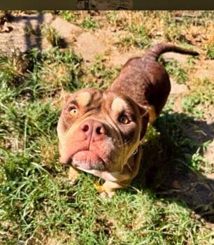 Peaches -  American Bully Dog for Adoption in Boulder, Colorado - Peaches | PetCurious