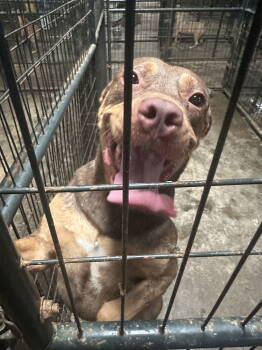 Rescue American Staffordshire Terrier Dogs for Adoption in Jackson, Mississippi - Redemption | PetCurious