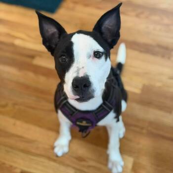 Magpie -  Mixed Breed and Pit Bull Terrier Dog for Adoption in Hilton, New York - Magpie | PetCurious
