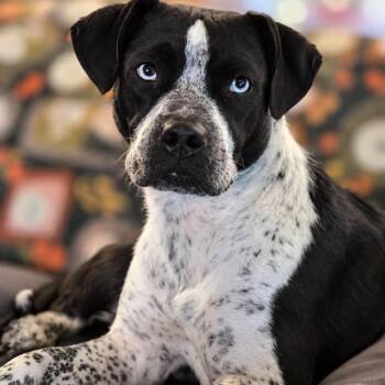Momma Cora -  Pit Bull Terrier Dog for Adoption in Shinnston, West Virginia - Momma Cora | PetCurious