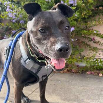 Maddux -  Mixed Breed Dog for Adoption in San Diego, California - Maddux | PetCurious