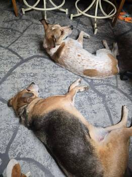 German Shepherd Dog Dogs Available for Adoption - Bubba | PetCurious