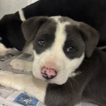 Bida -  Mixed Breed Dog Available for Adoption in Corbin, Kentucky - Bida | PetCurious