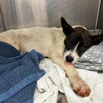 Sally -  Akita and Terrier Dog for Adoption in St. Louis, Missouri - Sally | PetCurious