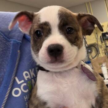 Mixed Breed Dogs Available for Adoption in Greensboro, Georgia - Jodie | PetCurious