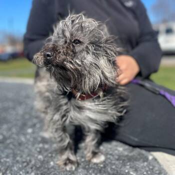 Charlotte -  Mixed Breed Dog for Adoption in Allentown, Pennsylvania - Charlotte | PetCurious