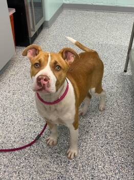 Terrier Dogs Available for Adoption - Troy | PetCurious