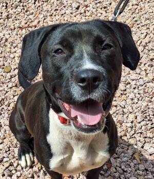 Rescue Labrador Retriever Dogs for Adoption in Payson, Arizona - Obsidian | PetCurious