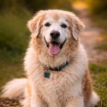 Great Pyrenees Dogs Available for Adoption - Walter | PetCurious