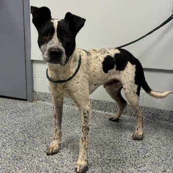 Pigeon -  Mixed Breed Dog for Adoption in Greenville, South Carolina - Pigeon | PetCurious