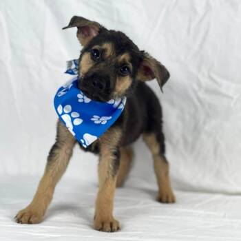 BROWNIE GS -  German Shepherd Dog Dog for Adoption in Lucas, Texas - BROWNIE GS | PetCurious