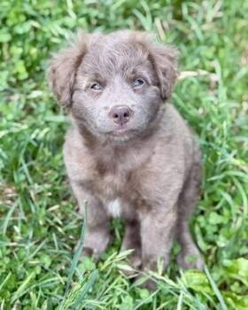 Kimber -  Australian Shepherd and Mixed Breed Dog Available for Adoption in Malvern, Pennsylvania - Kimber | PetCurious