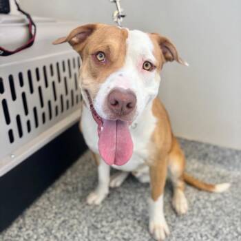 Pit Bull Terrier and Mixed Breed Dogs Available for Adoption - Crush | PetCurious