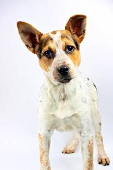 Australian Cattle Dog Blue Heeler and Mixed Breed Dogs Available for Adoption in Morton Grove, Illinois - Clover | PetCurious