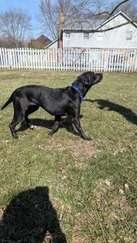 Labrador Retriever Dogs Available for Adoption - Belle | PetCurious