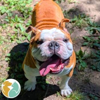 Gunner -  English Bulldog Dog for Adoption in Toledo, Ohio - Gunner | PetCurious