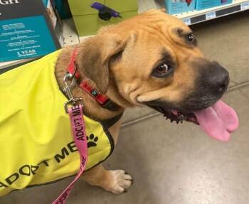 Harley -  Boerboel Dog for Adoption in Larkspur, Colorado - Harley | PetCurious