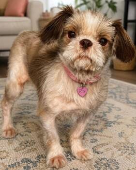 RAE -  Yorkshire Terrier and Maltese Dog for Adoption in Grand Prairie, Texas - RAE | PetCurious