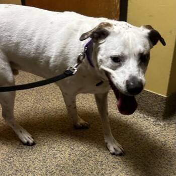 Mixed Breed Dogs Available for Adoption in Merriam, Kansas - Ollie | PetCurious