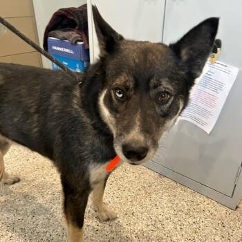 Smokey -  Collie and Husky Dog for Adoption in Carlyle, Illinois - Smokey | PetCurious