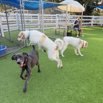 Weimaraner Dogs Available for Adoption - Cali | PetCurious