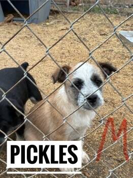 Terrier and Australian Cattle Dog Blue Heeler Dogs Available for Adoption - Pickles | PetCurious