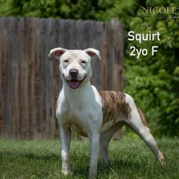 Pit Bull Terrier Dogs Available for Adoption in Newport, Kentucky - Winnie | PetCurious