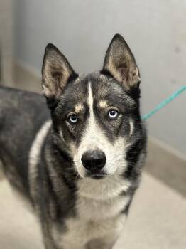 Siberian Husky Dogs Available for Adoption - JACOB | PetCurious