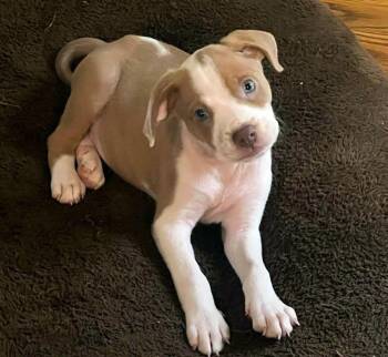 Luke (AO37548) -  Boxer and Hound Dog for Adoption in Kansas City, Kansas - Luke (AO37548) | PetCurious