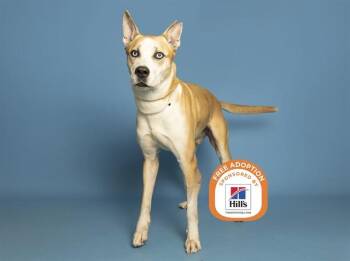 RIGBY -  German Shepherd Dog and Mixed Breed Dog for Adoption in Phoenix, Arizona - RIGBY | PetCurious