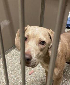 SELENA -  Labrador Retriever Dog for Adoption in Clyde, North Carolina - SELENA | PetCurious