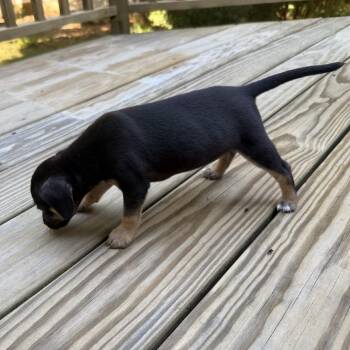 Margarita -  Terrier and Mixed Breed Dog for Adoption in Raleigh, North Carolina - Margarita | PetCurious