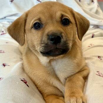Mixed Breed Dogs Available for Adoption in Sonoma, California - Daisy | PetCurious