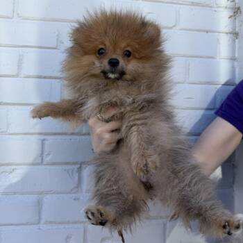 Hidaka -  Pomeranian Dog for Adoption in Northbrook, Illinois - Hidaka | PetCurious