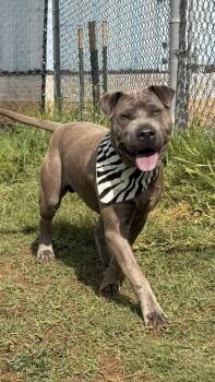 Shar Pei and Mixed Breed Dogs Available for Adoption in Balch Springs, Texas - Ace | PetCurious