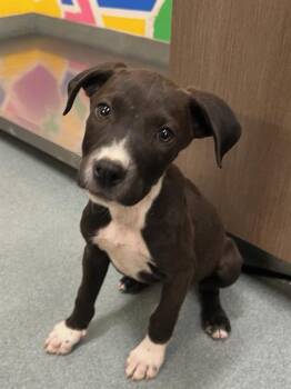 Labrador Retriever Dogs Available for Adoption in Baytown, Texas - STORM | PetCurious