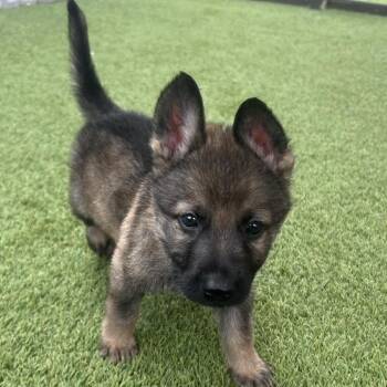 Elvis 0602 -  German Shepherd Dog Dog for Adoption in Loxahatchee Groves, Florida - Elvis 0602 | PetCurious
