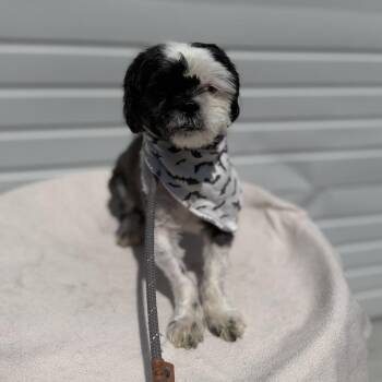 Banjo -  Shih Tzu Dog for Adoption in Newberg, Oregon - Banjo | PetCurious
