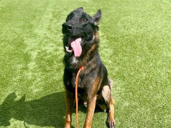 BALOO -  Belgian Shepherd Malinois and German Shepherd Dog Dog for Adoption in Tustin, California - BALOO | PetCurious