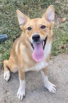 Nyssa -  Shepherd Dog for Adoption in Glasgow, Kentucky - Nyssa | PetCurious