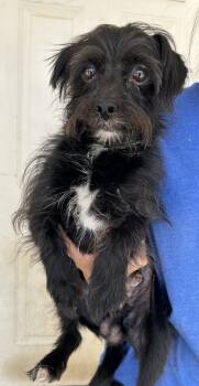 Rescue Brussels Griffon Dogs for Adoption in Riverton, Utah - Nigel | PetCurious