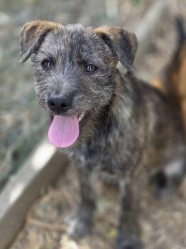 Dill -  Terrier Dog for Adoption in Penryn, California - Dill | PetCurious