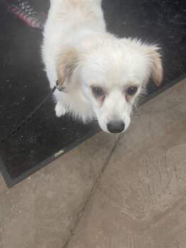 Mixed Breed Dogs Available for Adoption in Dallas, Texas - TIMON | PetCurious