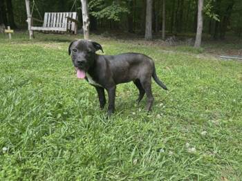 Willie -  Labrador Retriever Dog for Adoption in Raymond, Mississippi - Willie | PetCurious